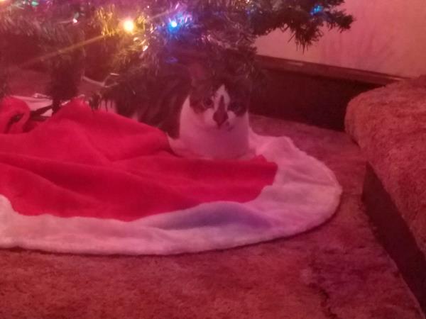 /images/uploads/griffin pond animal shelter/loveyourpet2018/entries/6560thumb.jpg